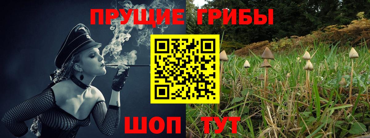 Псилоцибиновые грибы Psilocybe Курчалой